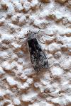 Anacampsis blattariella/populella