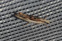Ypsolopha scabrella
