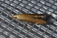 Monochroa cytisella