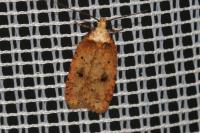 Agonopterix angelicella