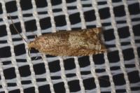 Rhopobota naevana