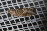 Rhopobota naevana