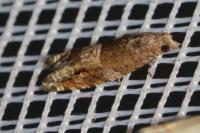 Rhopobota naevana