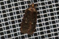 Agonopterix conterminella