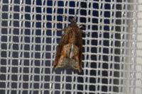 Ancylis uncella