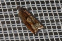 Ancylis uncella