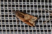 Ancylis uncella