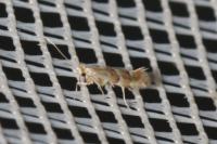 Phyllonorycter