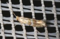 Phyllonorycter