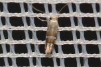 Phyllonorycter