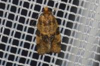 Epagoge grotiana