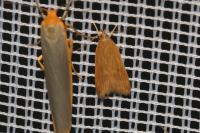Helcystogramma rufescens