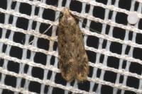 Bryotropha