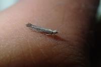 Plutella xylostella