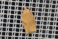 Acleris ferrugana/notana