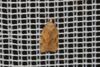 Acleris ferrugana/notana