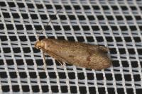 Agnoea