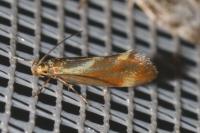 Metalampra