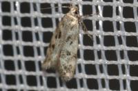 Chionodes electella