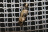 Neocochylis dubitana