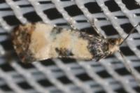 Neocochylis dubitana