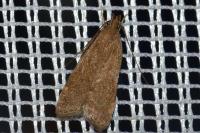 Helcystogramma lutatella