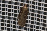 Gelechia sororculella
