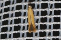 Coptotriche marginea