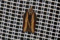 Acleris hastiana