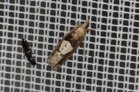 Epinotia brunnichana