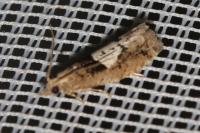 Epinotia brunnichana