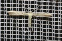 Adaina microdactyla/Hellinsia  carphodactyla