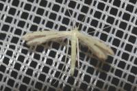 Adaina microdactyla/Hellinsia  carphodactyla