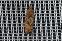 Epinotia caprana
