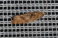 Epinotia caprana