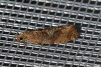 Epinotia caprana
