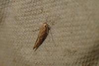 Pyroderces argyrogrammos