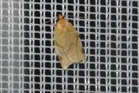 Paramesia gnomana