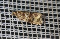 Celypha lacunana