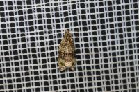 Celypha lacunana
