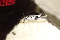 Ethmia quadrillella