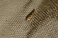 Mompha epilobiella