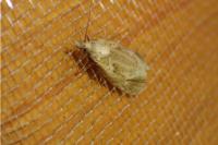 Phtheochroa inopiana