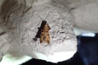 Acleris cristana