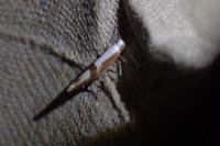 Argyresthia pruniella