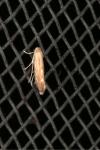 Phyllonorycter quercifoliella