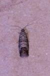 Cydia pomonella