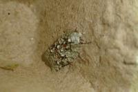 Acleris literana