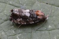 Eudemis profundana