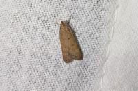 Helcystogramma lutatella